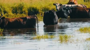 Bir sürüsünün nehirdeki bir sulama yerinde su içen ve yazın çayırda otlayan bir sürü.