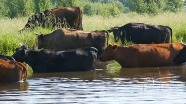 Eine Rinderherde trinkt Wasser an einer Tränke im Fluss und weidet im Sommer auf der Weide — Stockvideo