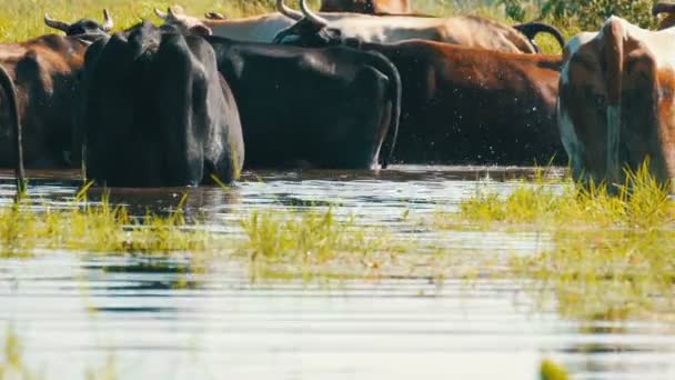 Eine Rinderherde trinkt Wasser an einer Tränke im Fluss und weidet im Sommer auf der Weide — Stockvideo