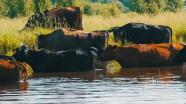 Bir sürüsünün nehirdeki bir sulama yerinde su içen ve yazın çayırda otlayan bir sürü.