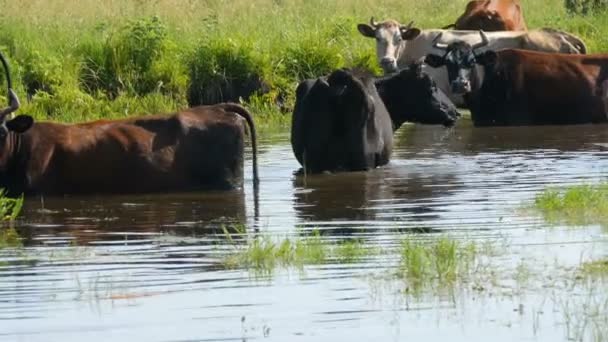 En flock av kor dricker vatten på en vattning plats i floden och skruvar på ängen på sommaren — Stockvideo