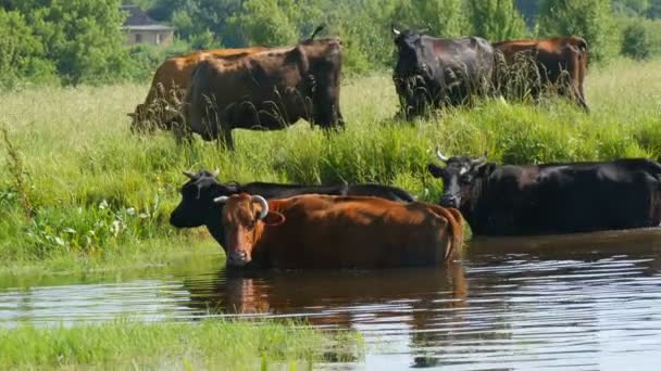 Egy csorda tehén iszik vizet egy öntözőhely a folyón és horkák a réten nyáron — Stock videók