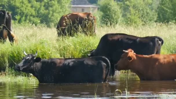 牛の群れは川の水やり場で水を飲み、夏には牧草地で放牧する — ストック動画