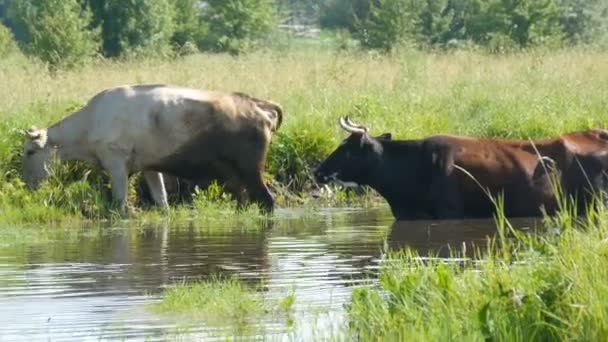 Una manada de vacas bebe agua en un lugar de riego en el río y pastorea en el prado en verano — Vídeo de stock