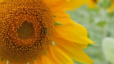 Arı çalışma ve alan yakından ayçiçeği nden polen toplama. Ayçiçeği tarlası. Rüzgarda sallanan ayçiçeği