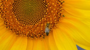 Arı çalışma ve tarlada ayçiçeği nden polen toplama. Ayçiçeği tarlası. Rüzgarda sallanan ayçiçeği