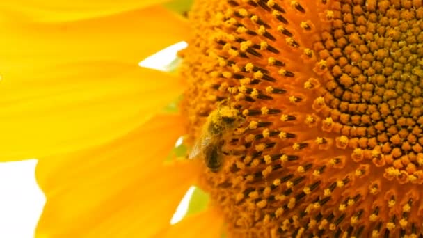 Η μέλισσα δουλεύει και μαζεύει γύρη από ηλιοτρόπια στο χωράφι. Το χωράφι με τα ηλιοτρόπια. Ηλιοτρόπιο που ταλαντεύεται στον άνεμο — Αρχείο Βίντεο