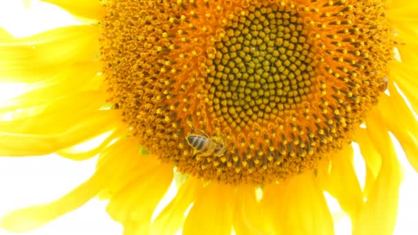 Bee arbetar och samla pollen från solros i fält. Fält av solrosor. Solros vajande i vinden — Stockvideo