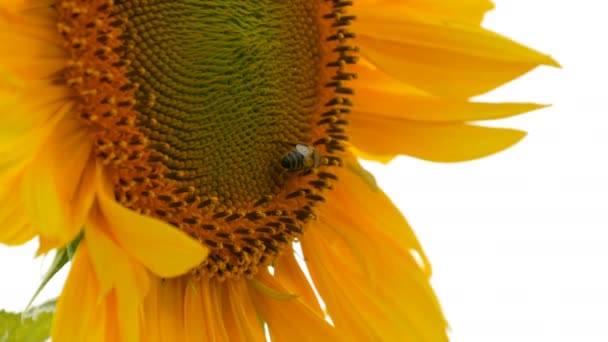 Бджола працює і збирає пилок з соняшнику в полі. Поле соняшників. Соняшник погойдується у вітрі — стокове відео
