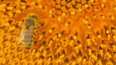 Arı çalışma ve alan yakından ayçiçeği nden polen toplama. Ayçiçeği tarlası. Rüzgarda sallanan ayçiçeği