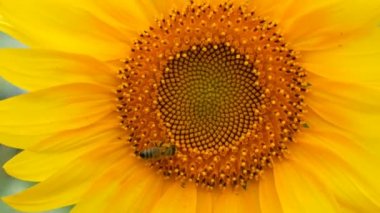 Arı çalışma ve tarlada ayçiçeği nden polen toplama. Ayçiçeği tarlası. Rüzgarda sallanan ayçiçeği