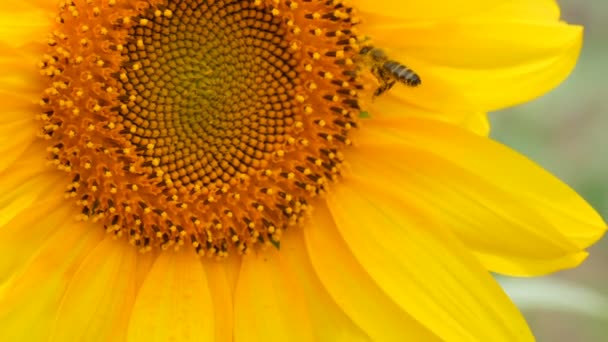 Пчела работает и собирает пыльцу с подсолнечника в поле. Поле подсолнухов. Подсолнух качается на ветру — стоковое видео