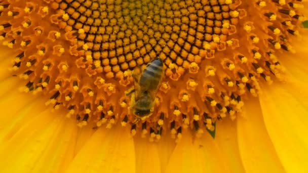 Las abejas trabajan y recogen el polen del girasol en el campo de cerca. Campo de girasoles. Girasol balanceándose en el viento — Vídeos de Stock