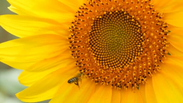 Včelka pracuje a shromažďuje pyl z slunečnicového pole. Pole slunečnic. Slunečnice se kymácel větrem — Stock video