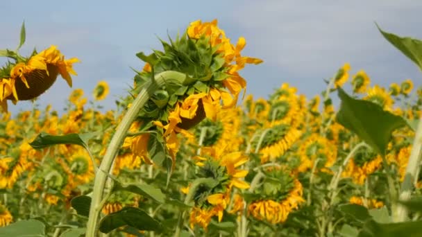 Sonnenblumenfeld bei bewölktem Wetter vor Regen. Wolken über blühenden Sonnenblumen im Sommer. Bienen fliegen auf das Feld — Stockvideo