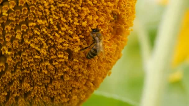 Bee munka és gyűjtése pollen a napraforgó területén közelről. A napraforgók területén. Napraforgó imbolygott a szél — Stock videók