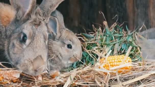 Beautiful funny little young rabbit cubs and their mom eat grass in a cage on farm. Royalty Free Stock Footage