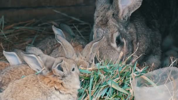 Güzel komik küçük genç tavşan yavruları ve anneleri çiftlikte bir kafeste ot yemek. — Stok video