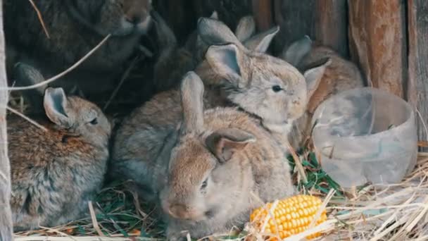 Schöne lustige kleine Kaninchenjungen und ihre Mutter fressen Gras in einem Käfig auf dem Bauernhof. — Stockvideo