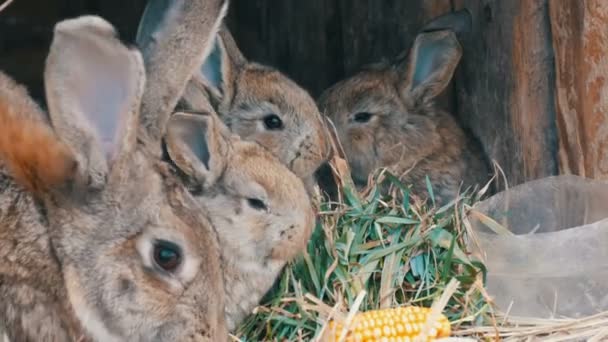 Piękny zabawny mały młody królik młode i ich Mamo jeść trawa w a klatka na gospodarstwo. — Wideo stockowe