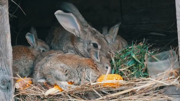 Beautiful funny little young rabbit cubs and their mom eat grass in a cage on farm. — Stock Video