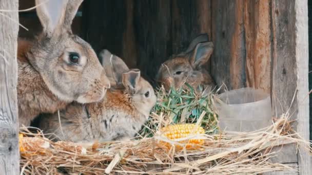 Beautiful funny little young rabbit cubs and their mom eat grass in a cage on farm. — Stock Video