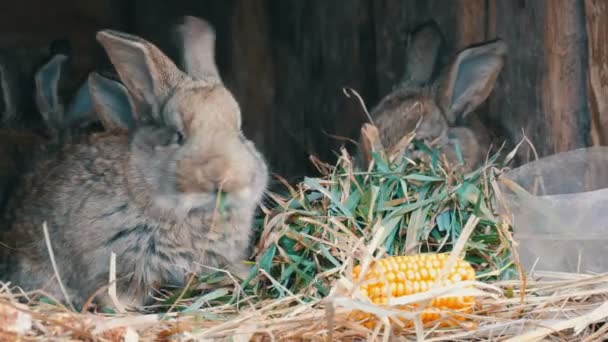 Gyönyörű vicces kis fiatal nyúl kölykeit és anyukájuk enni fű egy ketrecben a gazdaságban. — Stock videók