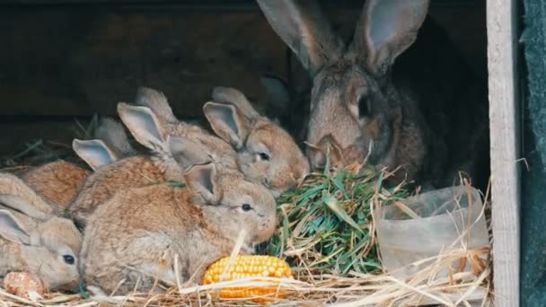 Красивые маленькие забавные кролики и их мама едят траву в клетке на ферме . — стоковое видео