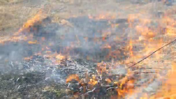 Pohled na strašlivý nebezpečný divoký oheň ve dne v terénu. Hoří suchá stébla trávy. Velká oblast přírody je v plamenech. — Stock video