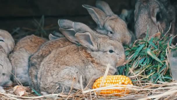 Mooie grappige kleine jonge konijn Cubs en hun moeder eten gras in een kooi op de boerderij. — Stockvideo