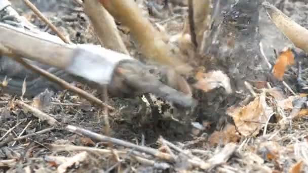 Man Forester snijdt de jonge bomen en AX reinigt bos gordel close-up weergeven — Stockvideo