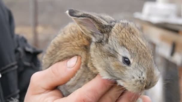 Dışarıda bir erkek çiftçinin elinde küçük bir yeni doğmuş tavşan — Stok video