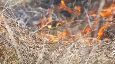 Alanda gündüz korkunç tehlikeli vahşi yüksek yangın görünümü. Kuru saman çim yakma. Doğanın büyük bir alanı alevler içinde.