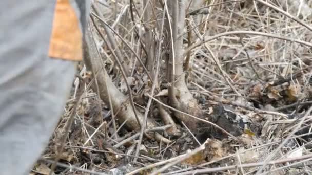 Человек лесоруб рубит молодые деревья и топор очищает лесной пояс вблизи зрения — стоковое видео