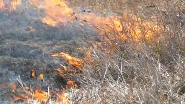 フィールドで昼間の恐ろしい危険な野生の高い火災のビュー。乾いたわらの草を燃やす。自然の大きな領域が炎に包まれている. — ストック動画