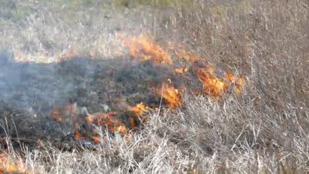 フィールドで昼間の恐ろしい危険な野生の火災のビュー。乾いたわらの草を燃やす。自然の大きな領域が炎に包まれている. — ストック動画