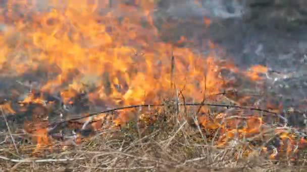 Widok strasznego niebezpiecznego, dzikiego ognia w ciągu dnia w terenie. Spalanie suchej trawy słomy. Duży obszar natury jest w płomieniach. — Wideo stockowe