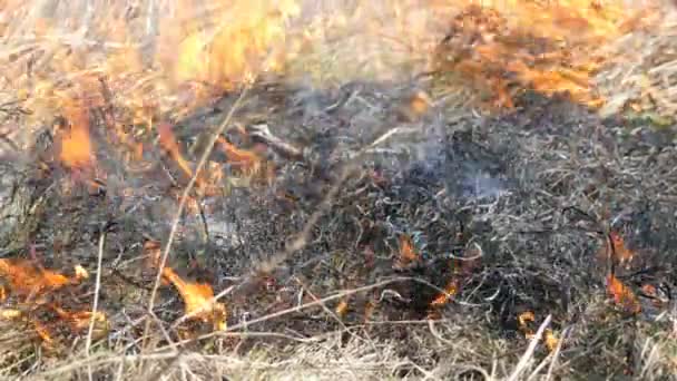 フィールドで昼間の恐ろしい危険な野生の高い火災のビュー。乾いたわらの草を燃やす。自然の大きな領域が炎に包まれている. — ストック動画