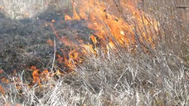 Beskåda av fruktansvärd farlig Wild kick avfyrar i dagtid i sätta in. Bränna torrt halm gräs. Ett stort naturområde är i flammor. — Stockvideo