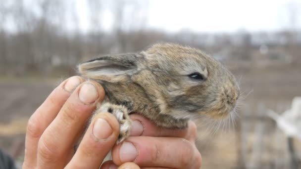 A little new born rabbit in the hands of a male farmer on outside — Stock Video