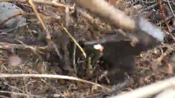 Man Forester snijdt de jonge bomen en AX reinigt bos gordel close-up weergeven — Stockvideo