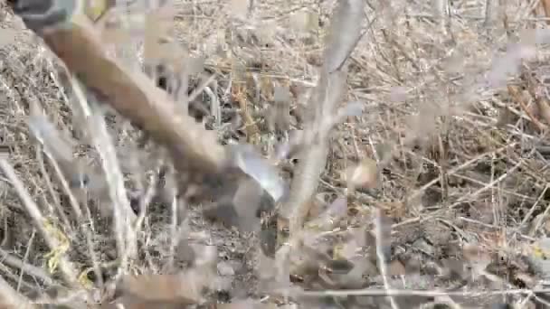 Man forester cuts down the young trees and ax cleans forest belt close up view — Stock Video