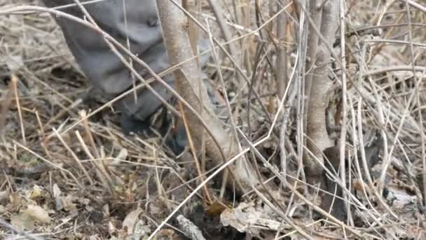 Hombre forestal corta los árboles jóvenes y hacha limpia cinturón forestal vista de cerca — Vídeos de Stock