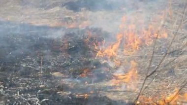 Alanda gündüz korkunç tehlikeli vahşi yangın görünümü. Kuru saman çim yakma. Doğanın büyük bir alanı alevler içinde.