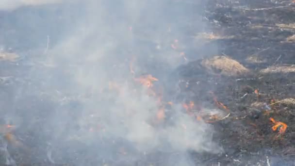 Θέα από τρομερή επικίνδυνη άγρια πυρκαγιά την ημέρα στο πεδίο. Καίγοντας ξηρό γρασίδι. Μια μεγάλη περιοχή της φύσης είναι στις φλόγες. — Αρχείο Βίντεο