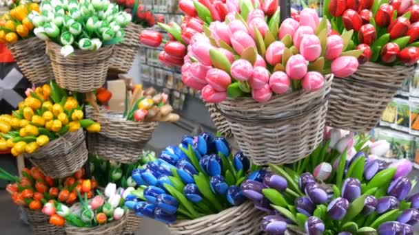 Lembranças de tulipas multicoloridas de madeira e símbolos da Holanda — Vídeo de Stock