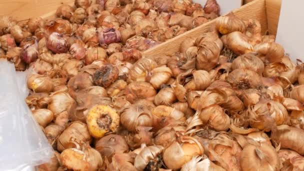 Amsterdã, Holanda - 23 de abril de 2019: lembranças de flores da Holanda. Bolbos e raízes de várias cores em um balcão da flor ou mercado flutuante — Vídeo de Stock