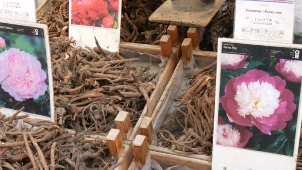 Amsterdam, Nederländerna-april 23, 2019: blomma souvenirer från Holland. Lökar och rötter i olika färger på en disk av blomman eller flytande marknaden — Stockvideo