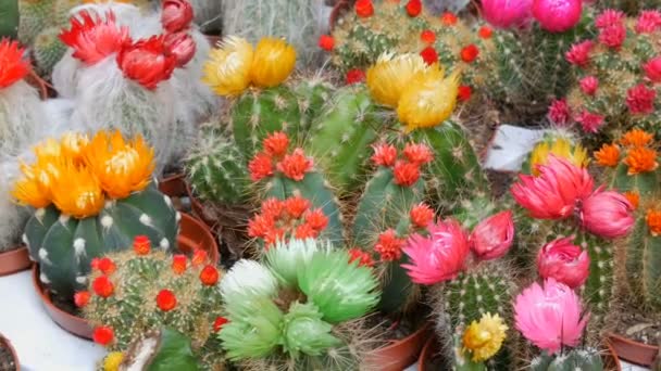 Cactos floridos incomuns multicoloridos bonitos de vários tamanhos e formas. Grande coleção de plantas com flores verde rosa laranja flores vermelhas — Vídeo de Stock