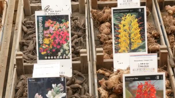 Амстердам, Нідерланди-23 квітня 2019: квіткові сувеніри з Голландії. Цибулини і коріння різних кольорів на прилавку квітки або плавучого ринку — стокове відео